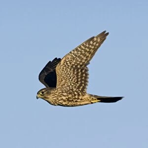 Merlin - in flight. Photographed in Cape May New Jersey during the fall migration. USA