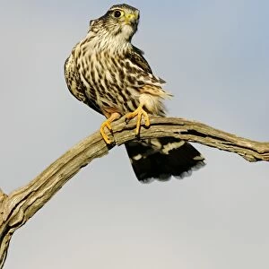 Merlin - Photographed in Cape May New Jersey during the autumn migration