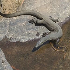 Mertens Water Monitor - Found along small streams and creeks in tropical northern Australia. Often seen sunning on exposed rocks. Superb swimmer, eating fish, frogs, shrimps and crabs in the Wet Season. Can hold breath for several minutes