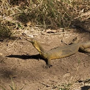 Merten's Water Monitor sunning itself Appeared to be sunning itself on the track adjacent to the stream at Galvan's Gorge, Gibb River Road, Kimberley, Western Australia. This animal is in the process of sloughing its skin