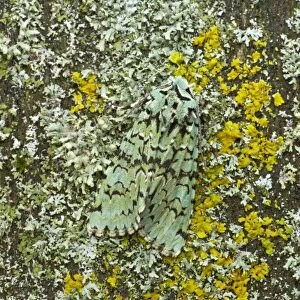 Merveille du Jour Moth - Essex, UK IN000612