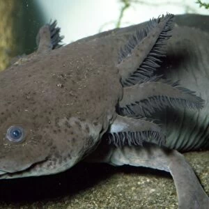 Mexican Axolotl - (Salamander). Sexually mature, but remain in larval form