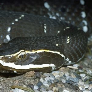 Mexican Cantil / Mexican Moccasin Snake