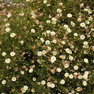 Mexican fleabane (Erigeron karvinskianus). From Mexico, Widely naturalised in UK