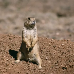 Mexican Prairie Dog Saltillo, Coahuila, Mexico