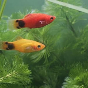 Mickey mouse molly – side view pair - tropical freshwater - variant 002702