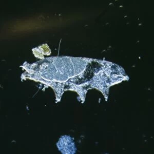 Microscopic Water-bear Freshwater arthropod