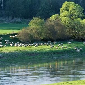 Milk Sheep - flock grazing on river pasture in spring