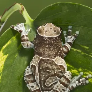 Milky Tree Frog - on leaf 15328 Milky Tree Frog - on leaf 15328