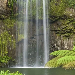 Millaa Millaa Falls - idyllic waterfall plunges into a hugh pool in lush tropical rainforest. The pool is surrounded by tropical vegetation, especially tree fern