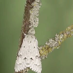 Miller Moth - Essex, UK IN000885