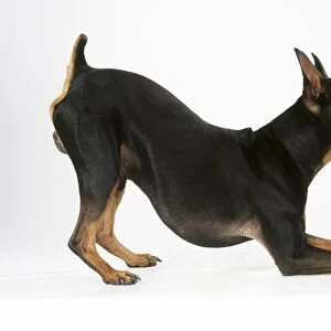 Miniature Pinscher Dog - resting on front legs