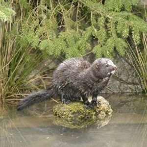 Mink - Male on rock front view 1687