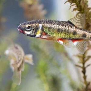 Minnow - adults in full breeding condition photographed underwater. England, UK