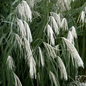 Miscanthus sinensis Graziella - frosted in winter border. Kent - UK. November Miscanthus sinensis Graziella - frosted in winter border. Kent - UK. November