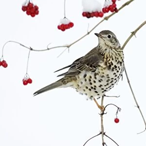 Mistle Thrush - perched on branch of Guelder Rose bush, winter, Lower Saxony, Germany
