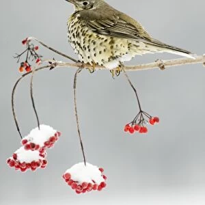 Mistle Thrush - perched on snow covered branch of Guelder Rose bush, winter, Lower Saxony, Germany