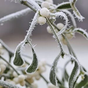 Mistletoe - with frost