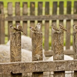 Mixed flock of Tree Sparrows and House Sparrows on fence, Hortobagy National Park, east Hungary