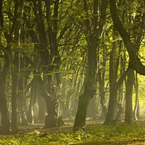 Mixed old beech and hornbeam forest in early morning mist at the Breite, Sigishoara, Romania