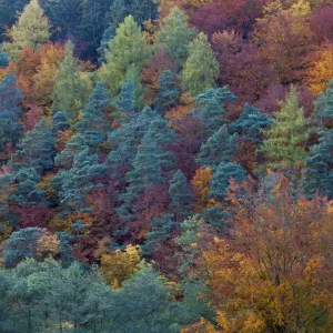 Mixed Woodland - with autumn colour - Lower Saxony - Germany Mixed Woodland - with autumn colour - Lower Saxony - Germany