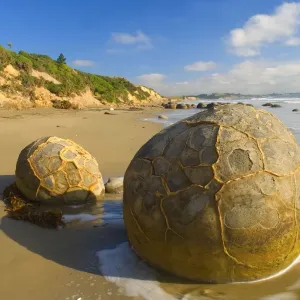 Moeraki Boulders massive spherical rocks which look like dinosaur eggs at the beach Coastal Otago, South Island, New Zealand Moeraki Boulders massive spherical rocks which look like dinosaur eggs at the beach Coastal Otago, South Island, New Zealand