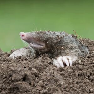 Mole - emerging from hole - Cornwall - UK