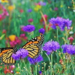 Two monarch butterflies rest for a moment in a garden of flowers. Px291