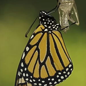Monarch Butterfly - adult recently emerged from chrysalis - New York - USA