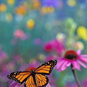 Monarch Butterfly - on coneflower in field of wildflowers. Prairie areas in mid Western USA. Px246