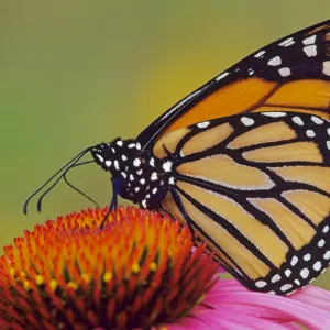 Monarch butterfly - on purple coneflower. Px262