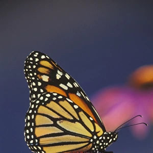 Monarch Butterfly - on purple coneflower. U. S. A. Summer. px306