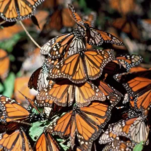 Monarch / Wanderer / Milkweed Butterfly