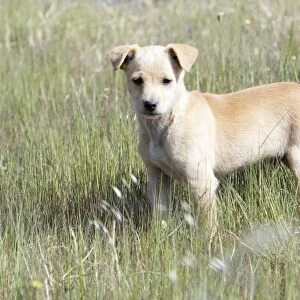 Mongrel Dog - puppy, region of Alentejo, Portugal