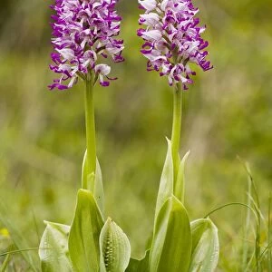 Monkey Orchid (Orchis simia) in flower. Very rare in UK