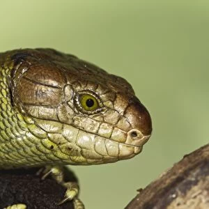 Monkey Tailed Skink / Prehensile Tailed Skink - close up - Controlled conditions 15265