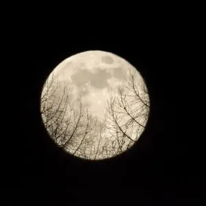 Full Moon - Raising over a forest Lower Saxony, Germany