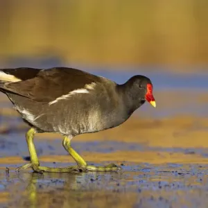 Moorhen - walking on thin ice in early morning light - December - Cannock - England Moorhen - walking on thin ice in early morning light - December - Cannock - England