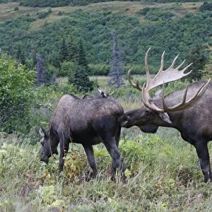 Moose - 5-7 year old male and female - Seward Peninsula - Alaska