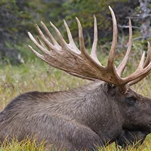 Moose - 5-7 year old male - Seward Peninsula - Alaska
