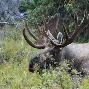 Moose - 5-7 year old male with velvet - Seward Peninsula - Alaska