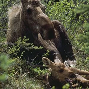 Moose - cow resting with calf  