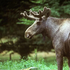 Moose / Elk - male - Sweden