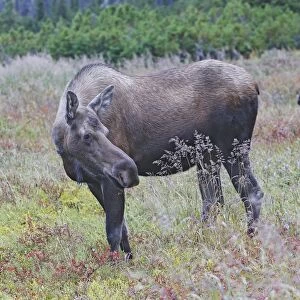 Moose - female - Alaska