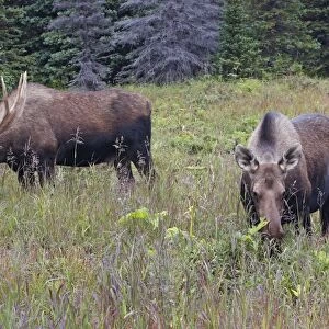 Moose - Female and male 5-7 years - Seward Peninsula - Alaska