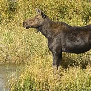 Moose Female standing at the waters edge Grand Teton NP USA