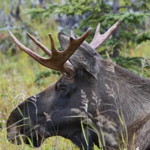 Moose - male about 3 years old - losing his velvet - Alaska