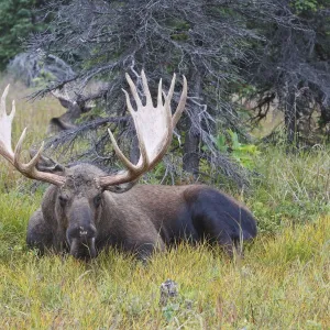 Moose - male 5-7 years old - Seward Peninsula - Alaska