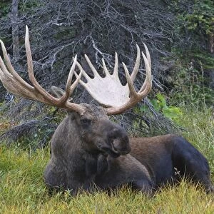 Moose - male 5-7 years old - Seward Peninsula - Alaska