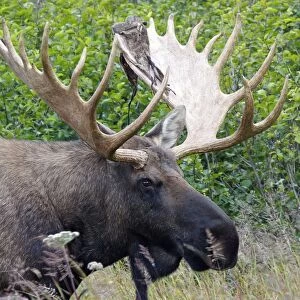 Moose - male 5-7 years with the remains of velvet - Seward Peninsula - Alaska